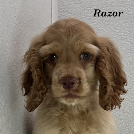 puppy, for, sale, Cocker Spaniel, Joe & Cherri  Overlease, dog, breeder, Miller, MO, dog-breeder, puppy-for-sale, forsale, nearby, find, puppyfind, locator, puppylocator, aca